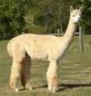 Alpaca For Sale - SA Accoyo Avenganza at ACCOYOS OF VIRGINIA, LLC